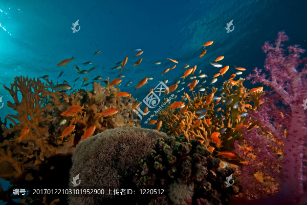 珊瑚和魚