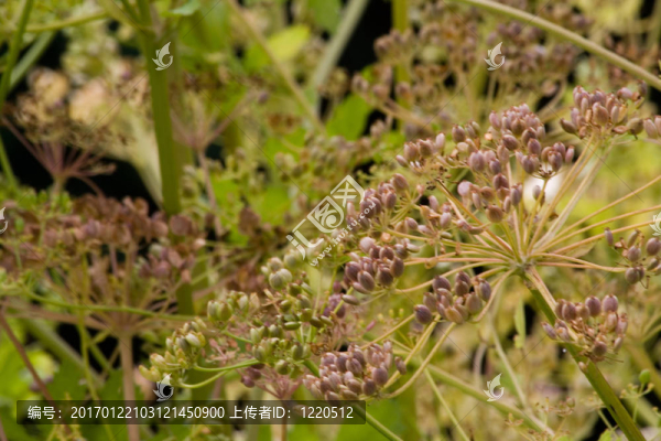 防風(fēng)
