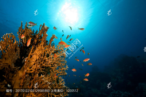 海洋；太陽和魚