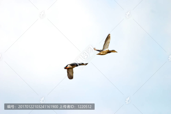 野鴨飛