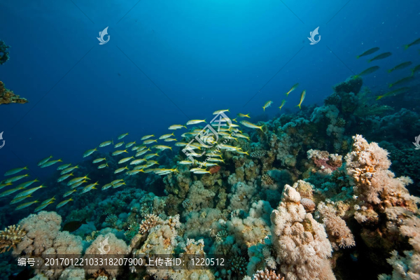 珊瑚和魚