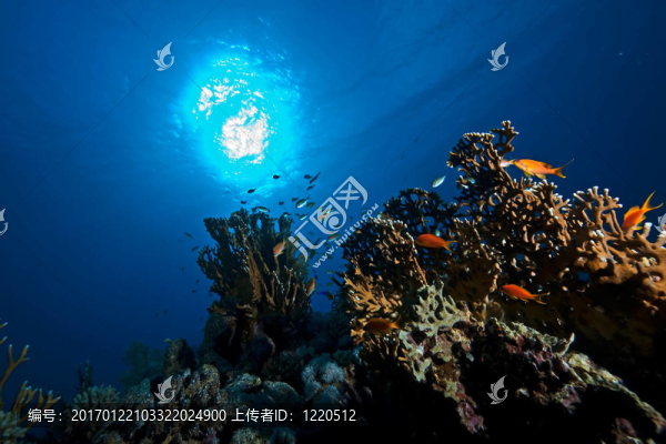海洋；太陽(yáng)和魚