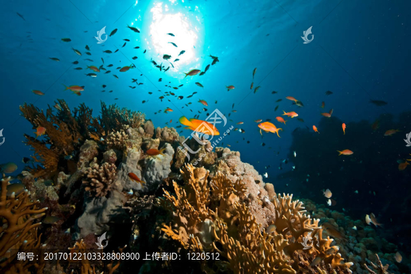 海洋；太陽和魚
