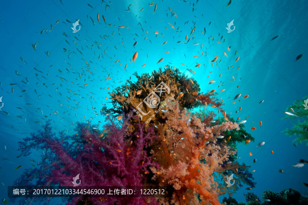 珊瑚和魚