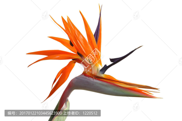 天堂之鳥