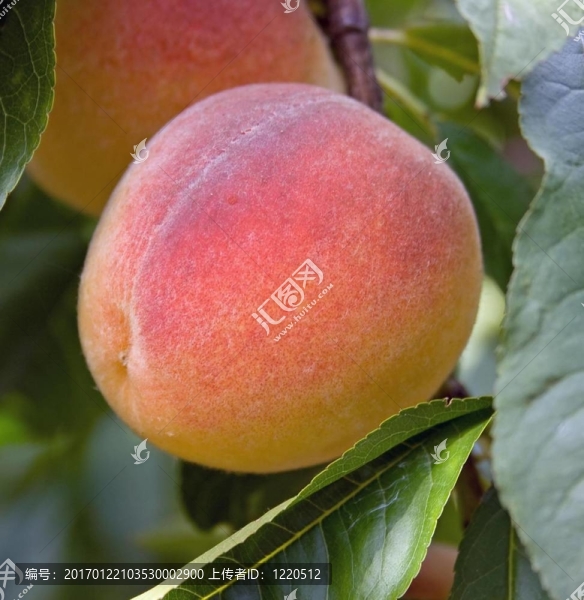 桃
