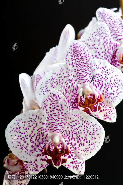 蘭花-匯圖網(wǎng) www.fosd68.com 蘭花