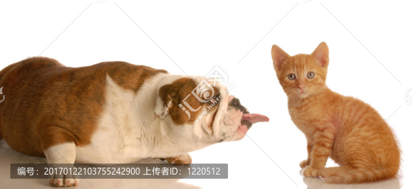 狗和貓的戰(zhàn)斗