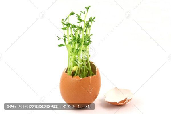 未成熟卵