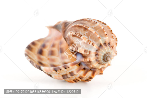 海貝殼