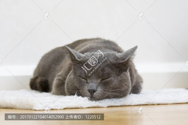 昏昏欲睡的灰貓