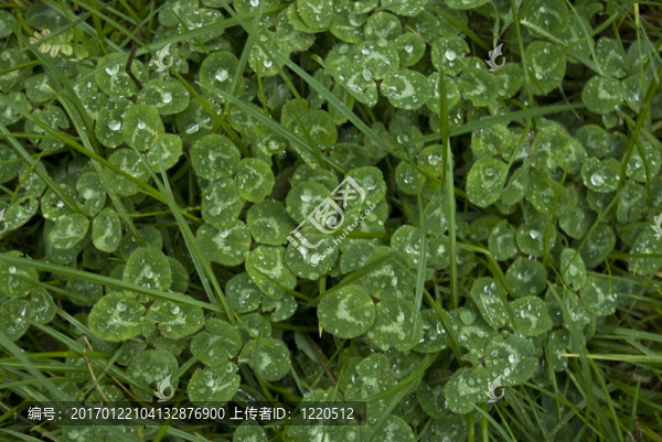 三葉草