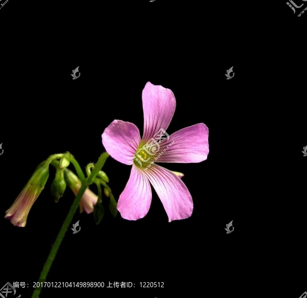 粉紅色三葉草酢漿草葫蘆