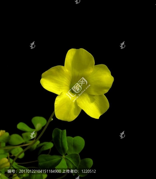 黃色的酢漿草-,Oxalis,dentata