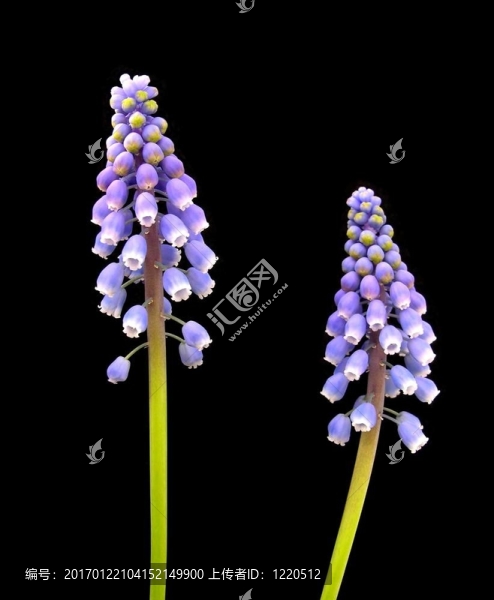 藍色的葡萄風信子——葡萄風信子