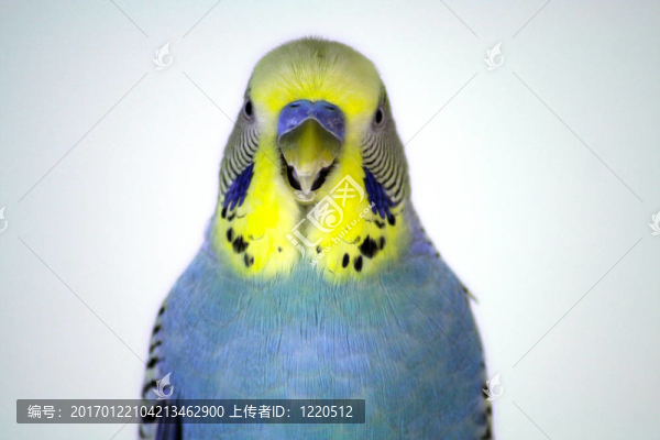 鸚鵡特寫(xiě)
