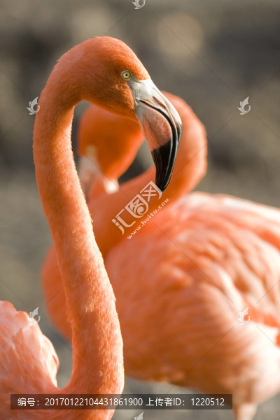 粉紅火烈鳥