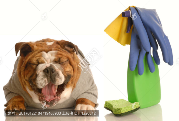 房子訓(xùn)練一只壞狗