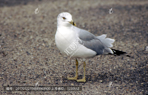 環(huán)嘴鷗；g-1627