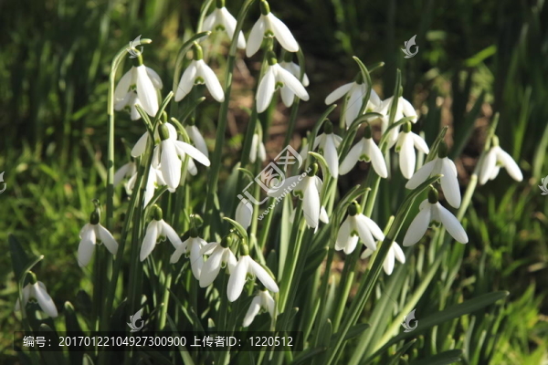 束雪花蓮