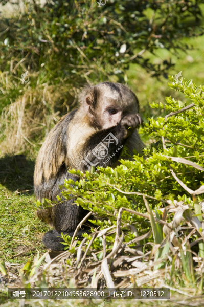 棕黃色的頭Capuchin,Monkey