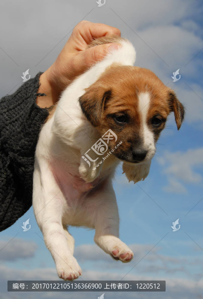 小狗jack,russel梗