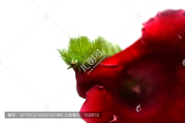 可怕的綠色卡特彼勒