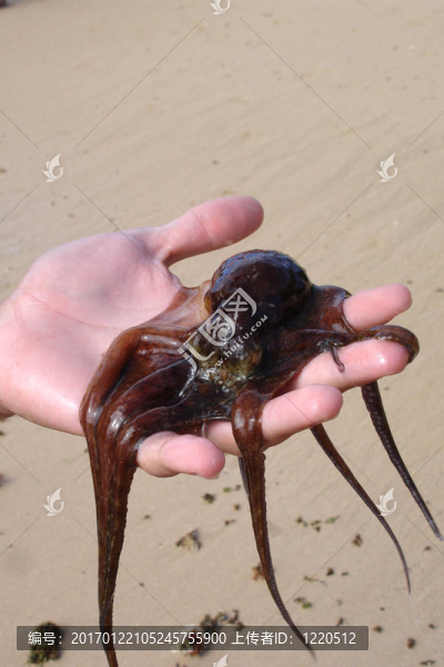 章魚