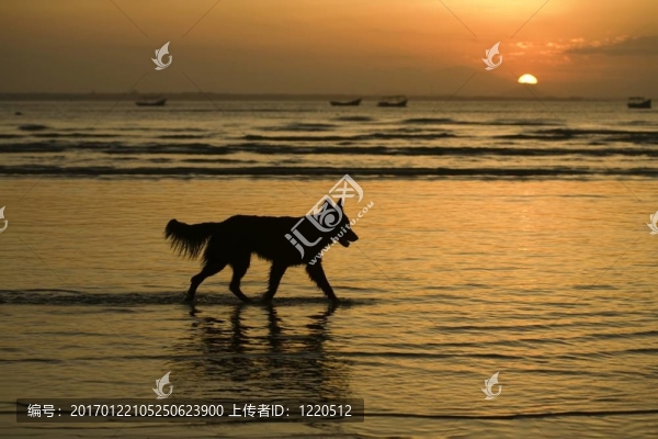 狗的剪影