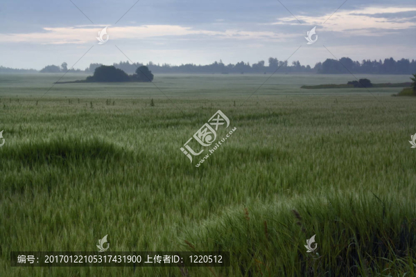 大麥的海