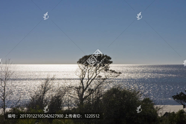 森塞特比奇樹(shù)