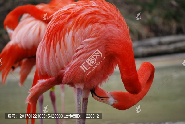 火烈鳥(niǎo)