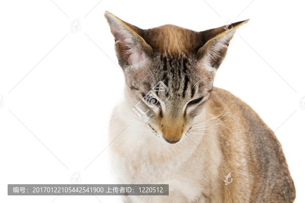 暹羅貓