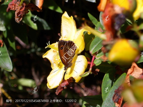 看門人蝶；Pyronia,tithonus