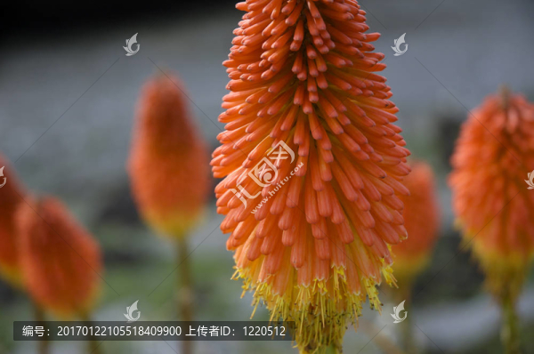 火炬花火紅的撲克