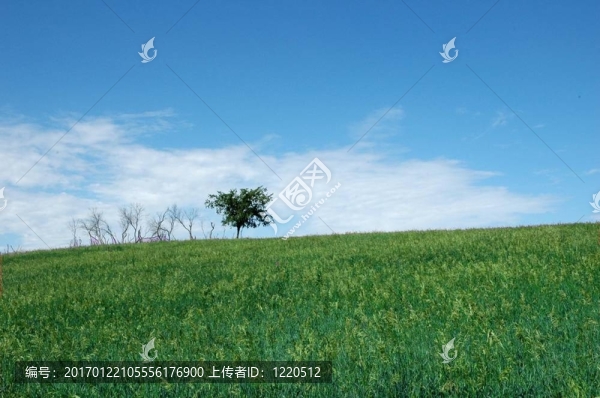 孤樹