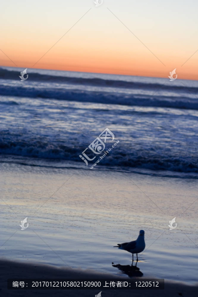 海鷗在森塞特