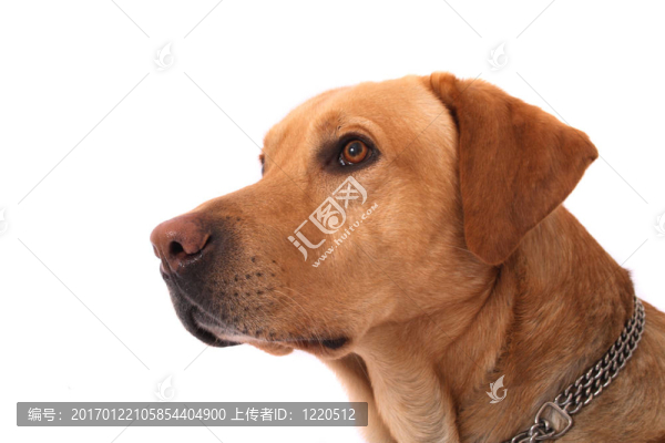 拉布拉多