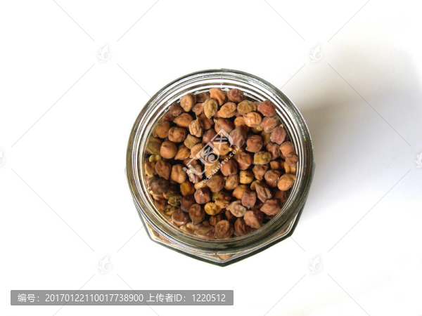 棕色小雞豌豆頂觀
