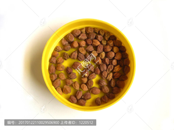 Yellow,Cap的棕色豌豆豌豆