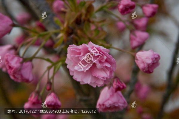 日本櫻花