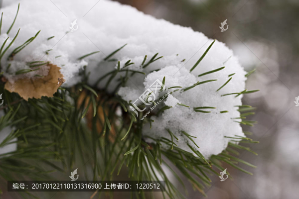 雪中冷杉樹枝
