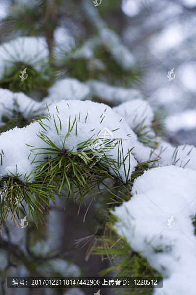 雪中松支