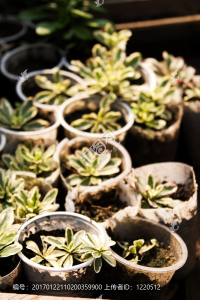 專注于短植物