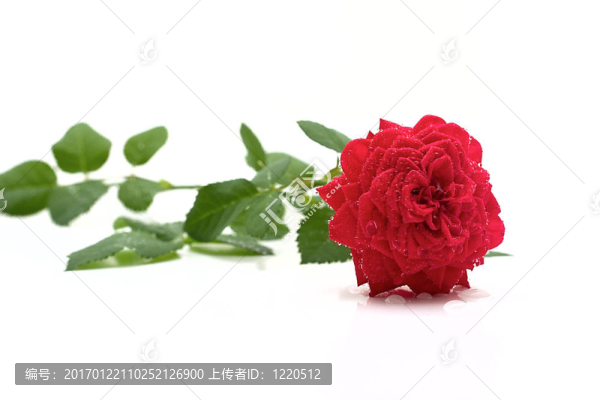 玫瑰