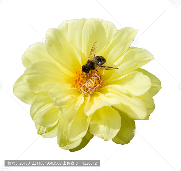 蜜蜂