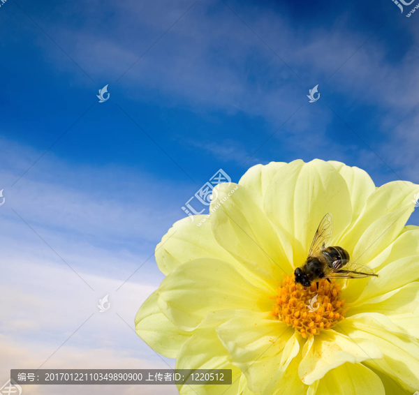蜜蜂