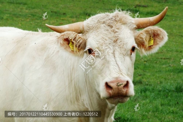 奶牛