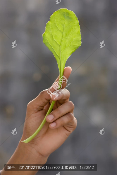 鮮菠菜