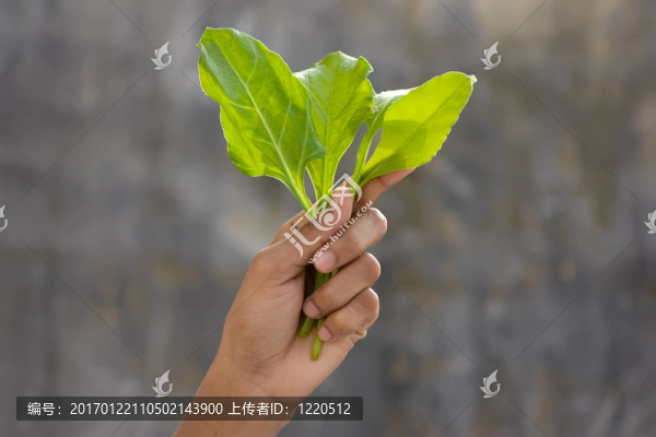 鮮菠菜